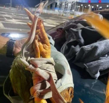 Motorista embriagado e com aves em situa��o de maus-tratos em carro se envolve em acidente e acaba preso pela Pol�cia Rodovi�ria