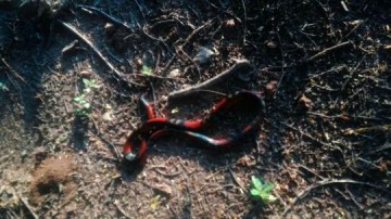 Pais de alunos do Sesi e moradores pedem limpeza de �rea vizinha ao Residencial Aline