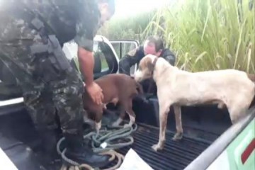 Grupo � multado em R$ 1,5 mil por ca�ar capivaras em represa de Tup�