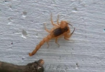 Ferramenta informa pontos de atendimento �s v�timas de ataques de escorpi�es em SP; confira locais