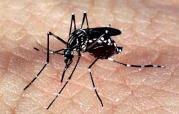 VDEO: Prefeitura de Osvaldo Cruz promove mutiro contra a dengue em bairros do municpio