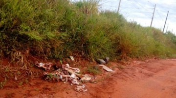 Abate clandestino de boi gera mal cheiro na regi�o leste de Osvaldo Cruz