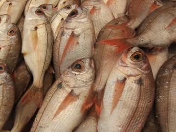 Operador  multado em R$ 12 mil por pesca ilegal em Santpolis