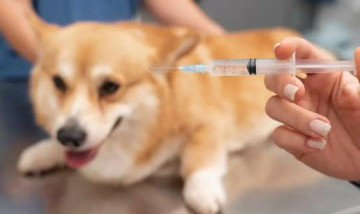 CCZ de Osvaldo Cruz faz rotina antirr�bica nesta quinta-feira no Promorar