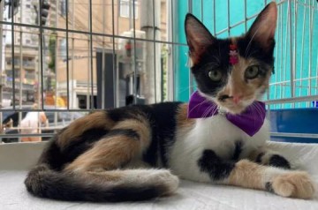 Alesp aprova projeto que prev� venda de animais somente ap�s castra��o e proibi��o de exposi��o em vitrines de pet shops