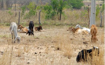 As m�s consequ�ncias da longa seca na cidade