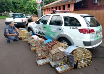 Apreenso em Santa Cruz do Rio Pardo resgatou um total de 44 pssaros de 12 espcies (Foto: Polcia Ambiental de Ourinhos/Divulgao)