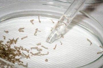 VDEO: Infestao de larvas do mosquito da dengue cai 50% em OC, mas risco de epidemia ainda  alto