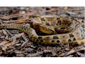 Mulher � picada por jararaca na zona rural de Salmour�o e transferida para hospital em Adamantina