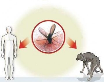 45 m�dicos recebem capacita��o sobre leishmaniose