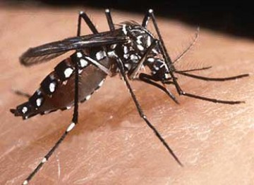 Criado em laboratrio Aedes aegypti que no transmite dengue