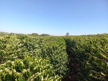 Osvaldo Cruz d� in�cio � safra 2025-2026 de caf� ar�bica