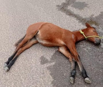 Homem � multado em R$ 3 mil e ainda responder� criminalmente por maus-tratos a cavalo, em Presidente Prudente