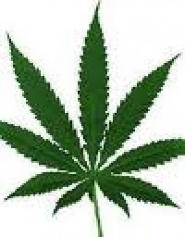 250 quilos de maconha foram apreendidos