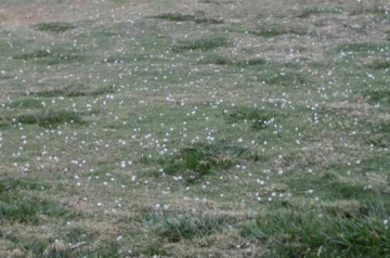 Choveu granizo ontem em Prudente e na regi�o de Tup�