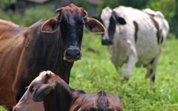 Em Pompeia, polcia recupera 12 cabeas de gado que haviam sido roubadas em Marlia