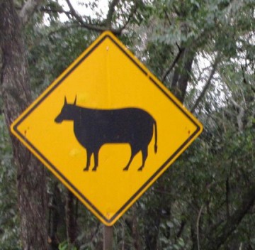 Bovino causa acidente na SP 563, pr�ximo a Monte Castelo