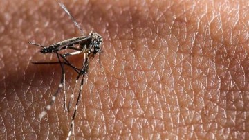 Descoberto anticorpo que neutraliza vrus da dengue