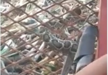 ASSISTA: Tratorista localiza cascavel em meio ao maquin�rio em Paulic�ia