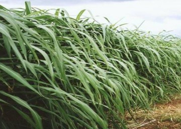 Corpo � encontrado na zona rural