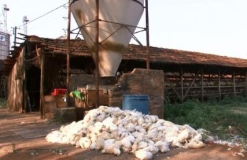 Produtores de ovos de Bastos relatam morte de mais de 30 mil galinhas por causa do calor