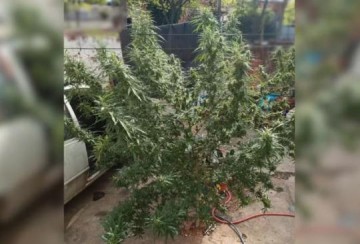 Pol�cia Militar encontra p� gigante de maconha em resid�ncia de Prudente