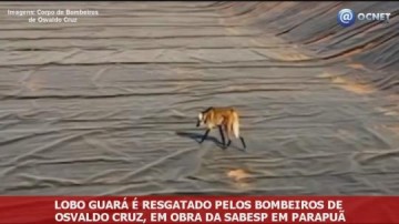 V�DEO: Lobo-guar� cai em vala de esta��o de tratamento de esgoto em Parapu�