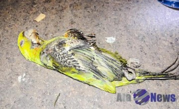 Salmour�o fica sem energia ap�s uma maritaca provocar curto circuito em transformador