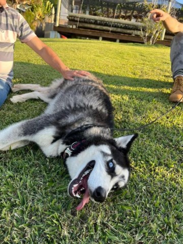 V�DEO: Cadela sai ilesa ap�s cair em barranco com 50 metros de profundidade em Mar�lia