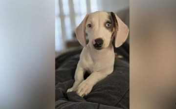 V�DEO: Cachorrinha surda viraliza ao ser flagrada dormindo dentro de saco de recicl�veis