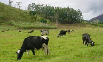 Bandidos abatem bovinos e deixam restos na Estrada Oito