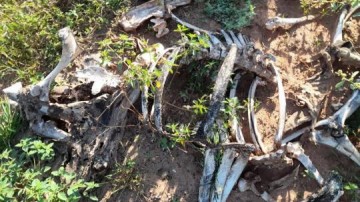 Pecuarista leva multa de quase R$ 400 mil por maus-tratos a rebanho bovino em propriedade rural em �lvares Machado