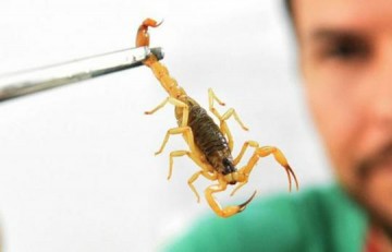 Crian�a de 4 anos morre ap�s ser picada por escorpi�o em Ara�atuba