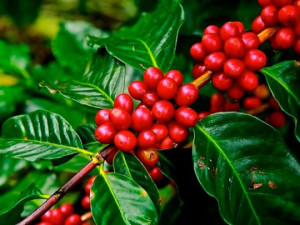 Caf� da Nova Alta Paulista conquista selo de Indica��o Geogr�fica