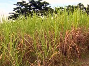 rea nova para o plantio de cana aumenta 21% na regio de Prudente