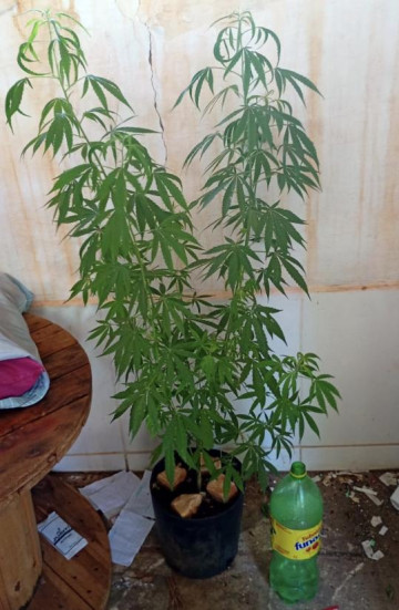 Pol�cia Militar cumpre mandado e localiza p� de maconha com mais de 1m de altura em Fl�rida Paulista