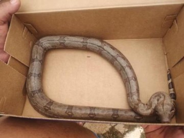 Homem mantinha aves silvestres e jiboia em cativeiro, leva multa de R$ 2 mil e ter� de responder por crime ambiental