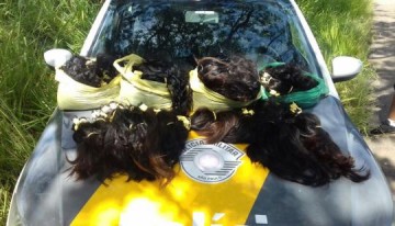 Rapaz � flagrado com 30 quilos de cabelo humano oriundos do Paraguai