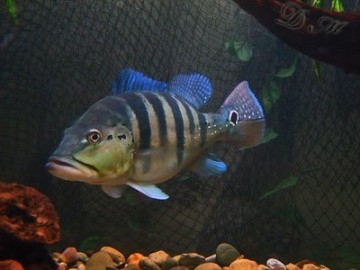 Policia de Panorama aplica multa de R$ 175 mil