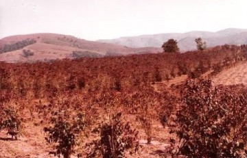 V�DEO: O dia em que o caf� congelou: 50 anos da geada negra que mudou Osvaldo Cruz