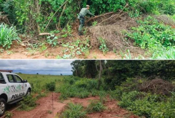 Homem � multado em mais de R$ 5 mil por remover vegeta��o nativa de forma ilegal em Salmour�o