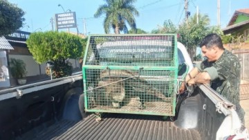 Tamandu�-bandeira � resgatado pela Pol�cia Ambiental no quintal de resid�ncia em Pacaembu