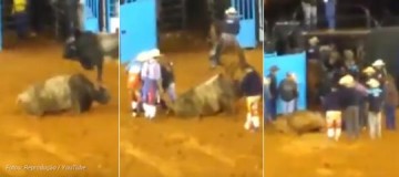 Touro tem patas quebradas em Rodeio de Adamantina: v�deo viraliza