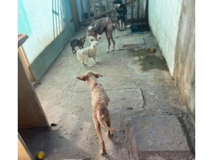 Professor  preso em flagrante por maus-tratos a oito cachorros deixados sem alimentao, em Pirapozinho