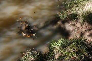 Morador do bairro dos Coqueiros denuncia mortandade de peixes e contaminao do Crrego Drava