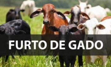 URGENTE: Polcia Militar de OC prende quatro ladres de gado