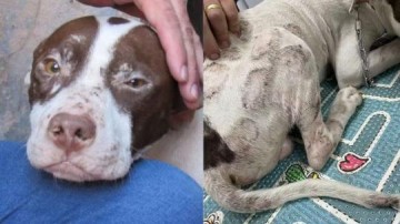 Opera��o resgata pitbulls em situa��o de maus-tratos em Gar�a