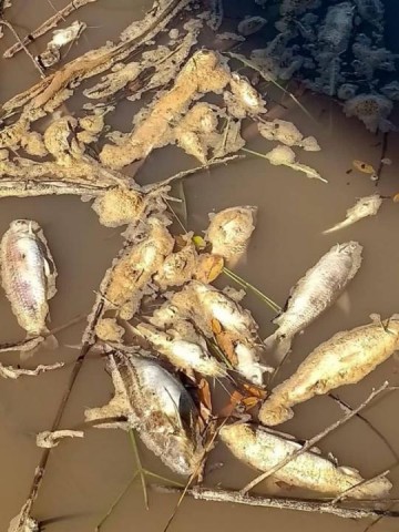 Morador denuncia morte de peixes no Rio do Peixe em Mari�polis