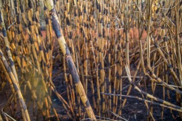 Estado de S�o Paulo suspende queima da palha da cana em dias secos e restringe hor�rios durante a estiagem