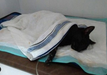 Internauta denuncia mortandade de animais no Jardim Am�rica